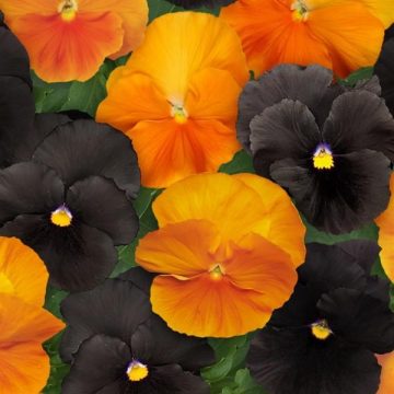 Pansy Spooky Halloween Mix - 4 1/3" Pot