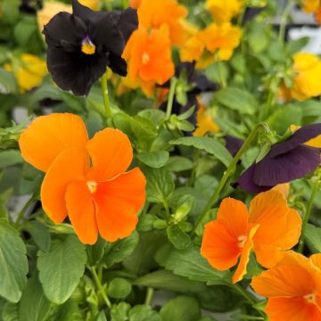 Pansy Spooky Halloween Mix - 4 1/3" Pot