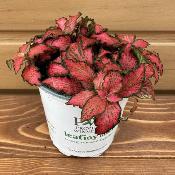 Fittonia 'Network News™ Breaking News™' - 9cm
