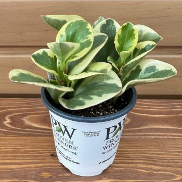 Peperomia 'Savory Delights™ Sweet and Sour™' - 9cm