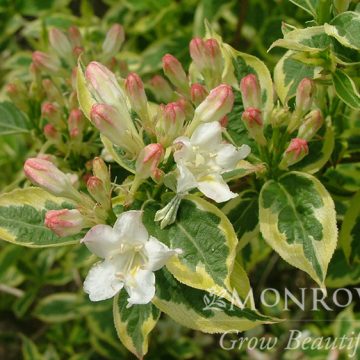 MOR-COLOURFUL™ WEIGELA, SIZE #2