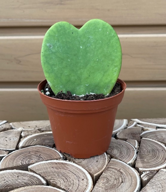 product-119254-1759483867-hoy4