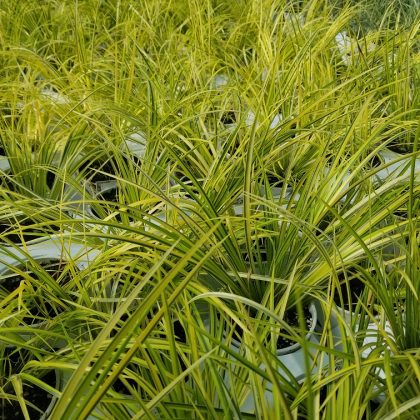 product-119257-1759476006-ACOOBO805-43WP