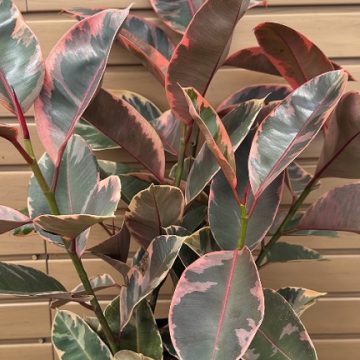 Ficus robusta 'Ruby' - 8"