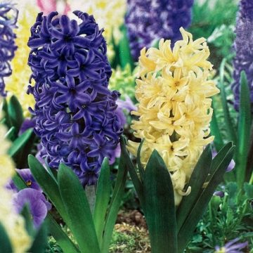 HYACINTH ‘FAT TUESDAY MIX’ – 8 BULBS PER PACK