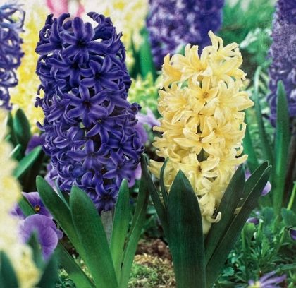 HYACINTH ‘FAT TUESDAY MIX’ – 8 BULBS PER PACK