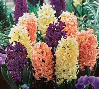 HYACINTH ‘PINK GRAPEFRUIT MIX’ – 8 BULBS PER PACK