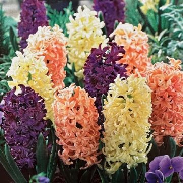 Hyacinth 'Pink Grapefruit Mix' - 5 Bulbs Per Pack