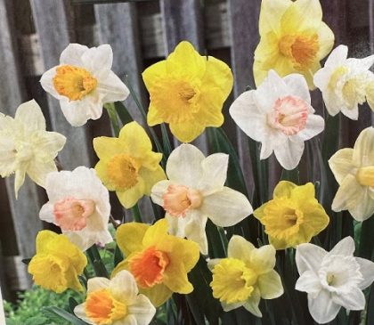 NARCISSUS ‘TRUMPET MIX’ – 8 BULBS PER PACKAGE