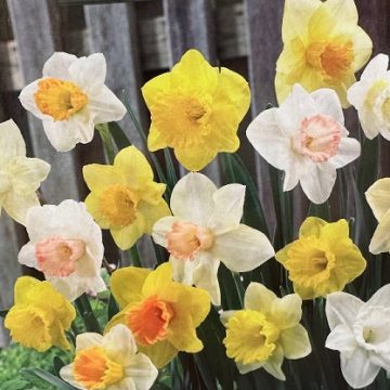 Narcissus 'Trumpet Mix' - 7 Bulbs Per Package