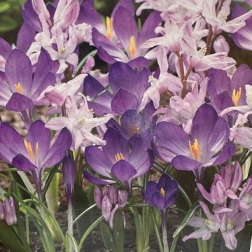 Mixed Bulbs, Sugar Plum Blend- 40 Bulbs Per Pack