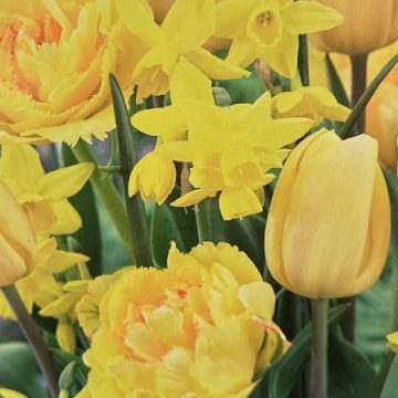 MIXED BULBS, HELLO SUNSHINE BLEND- 15 BULBS/ PACK