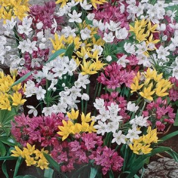 Allium 'Miniature Mixed'- 30 Bulbs Per Package