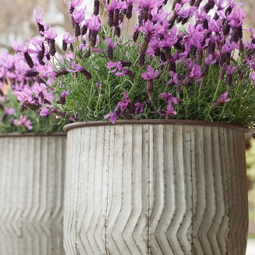 LAVANDULA JAVELIN FORTE™ DEEP PURPLE, SIZE #1