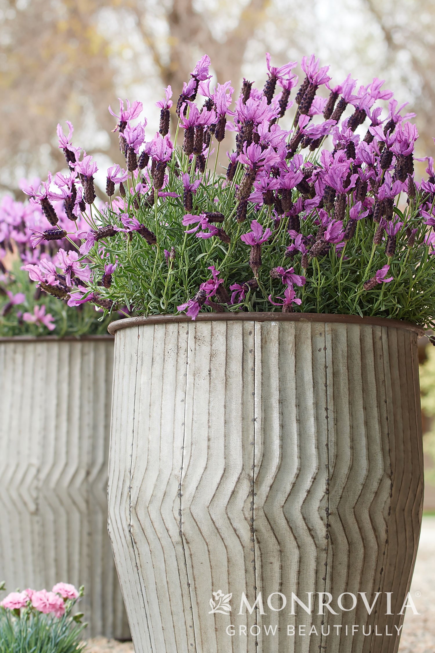 product-1195-1759492914-MO428461