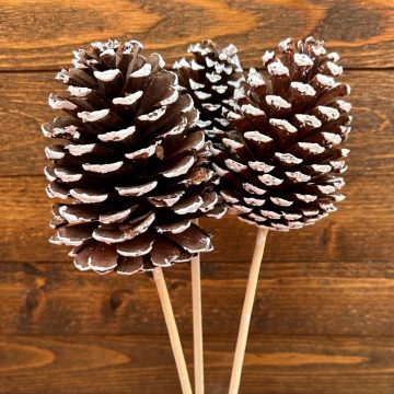 PINE CONE BUNDLE, WHITE TIPPED