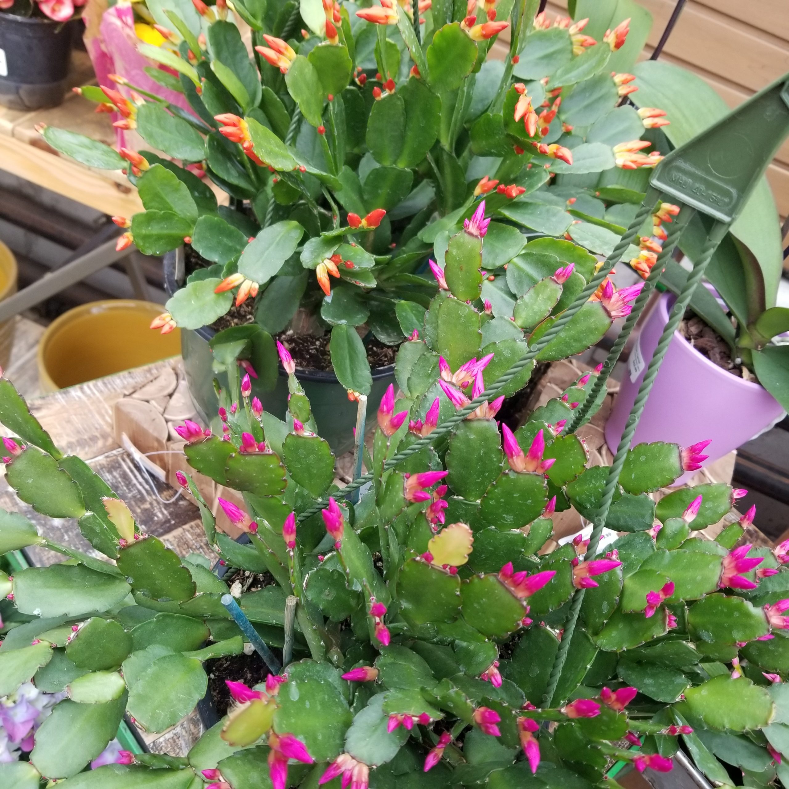 product-119564-1759501843-SC8