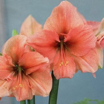 AMARYLLIS BULB, RILONA