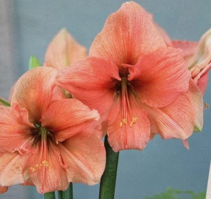 AMARYLLIS BULB, RILONA