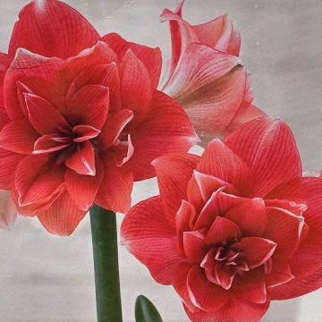 AMARYLLIS BULB, DOUBLE DREAM