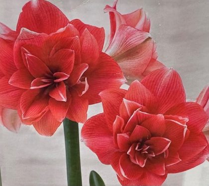 AMARYLLIS BULB, DOUBLE DREAM