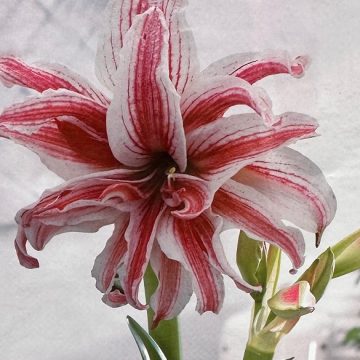 AMARYLLIS BULB, DOUBLET