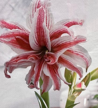 AMARYLLIS BULB, DOUBLET