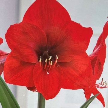 AMARYLLIS BULB, RED LION