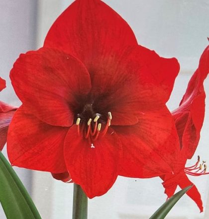 AMARYLLIS BULB, RED LION