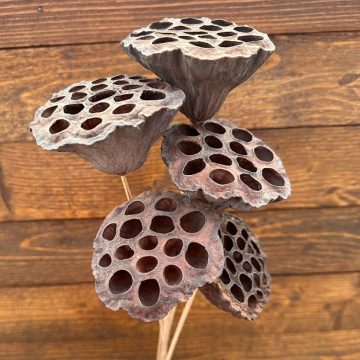LOTUS POD STEM BUNCH