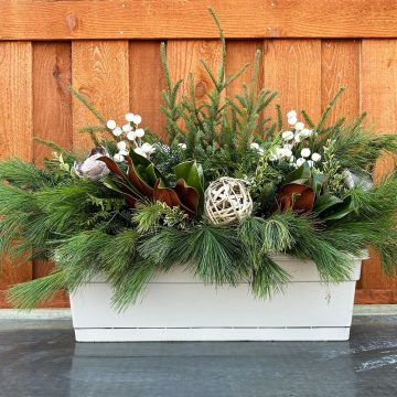 Evergreen Window Box, White Magnolia- 24″