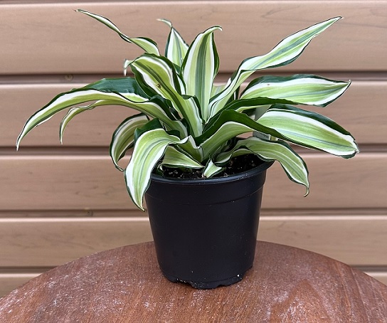 elefantenohr kaktus Euphorbia Eritrea (Kaktus) – Foliage Dreams