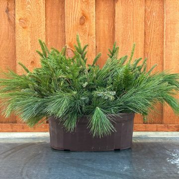 Evergreen Window Box, Undecorated- 15″