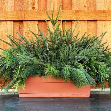 Evergreen Window Box, Undecorated- 24″