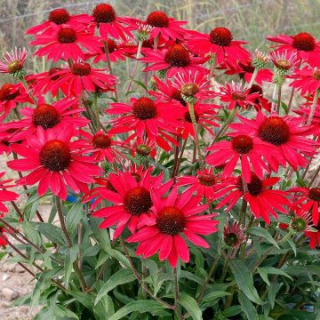 ECHINACEA 'EVOLUTION™ EMBERS™ FEVER', SIZE #1