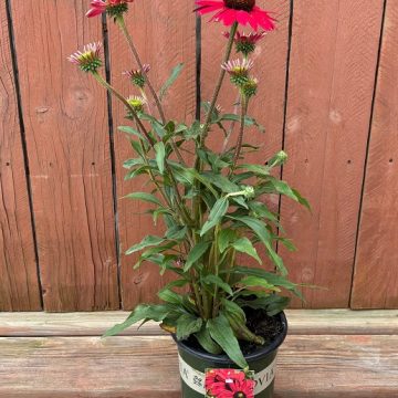 Echinacea ‘Evolution™ Embers™ Fever’, Size #1