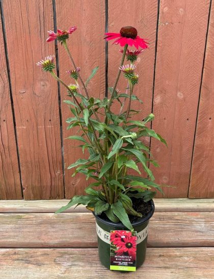 Echinacea ‘Evolution™ Embers™ Fever’, Size #1