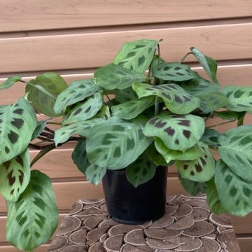 Maranta, Green- 6"