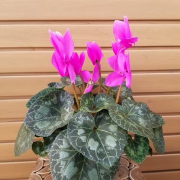 Cyclamen, Assorted Colors- 6.5″