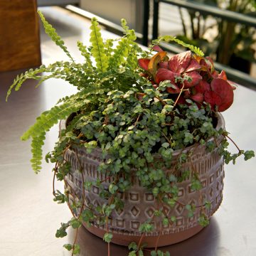 Valentine’s Planter Workshop