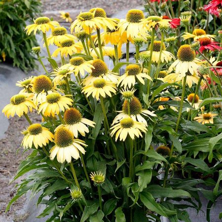 ECHINACEA 'EVOLUTION™ EMBERS™ SPARKS', SIZE #1 - Garden Center - MN