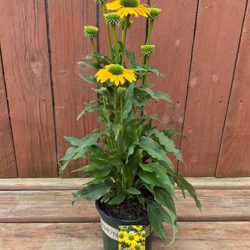 Echinacea ‘Evolution™ Embers™ Sparks’, Size #1