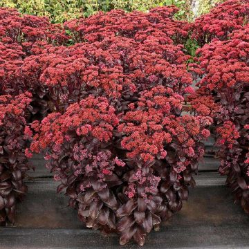 SEDUM 'Evolution™ CHOCOLATE FOUNTAIN', SIZE #1