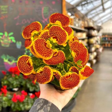 CALCEOLARIA - 4"