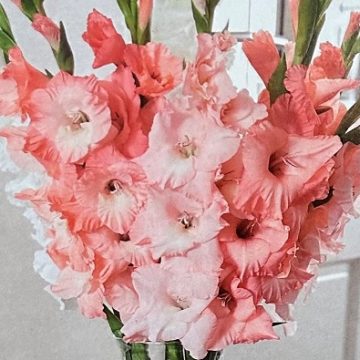 GLADIOLUS 'PRETTY IN PINK MIX' - PACKAGE OF 10