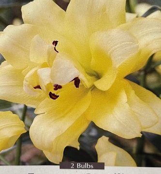 LILIUM ORIENTAL TRUMPET, EXOTIC SUN - 2 BULBS