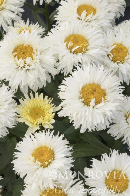 product-1202-1759492982-MO428781