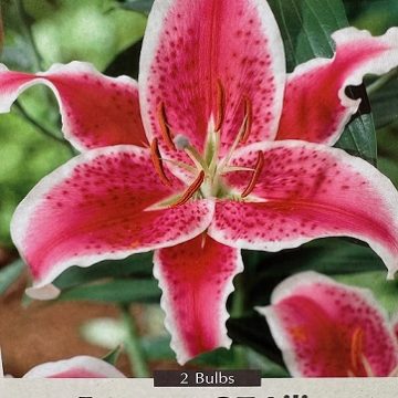 LILIUM ORIENTAL TRUMPET, EL CAPITAN- 2 BULBS