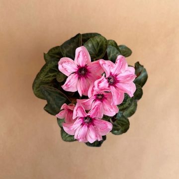 Cyclamen, Illusia ‘Light with Eye’ – 4.5″