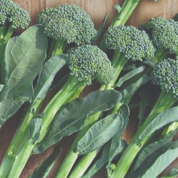 Broccoli Artwork- 4 pak